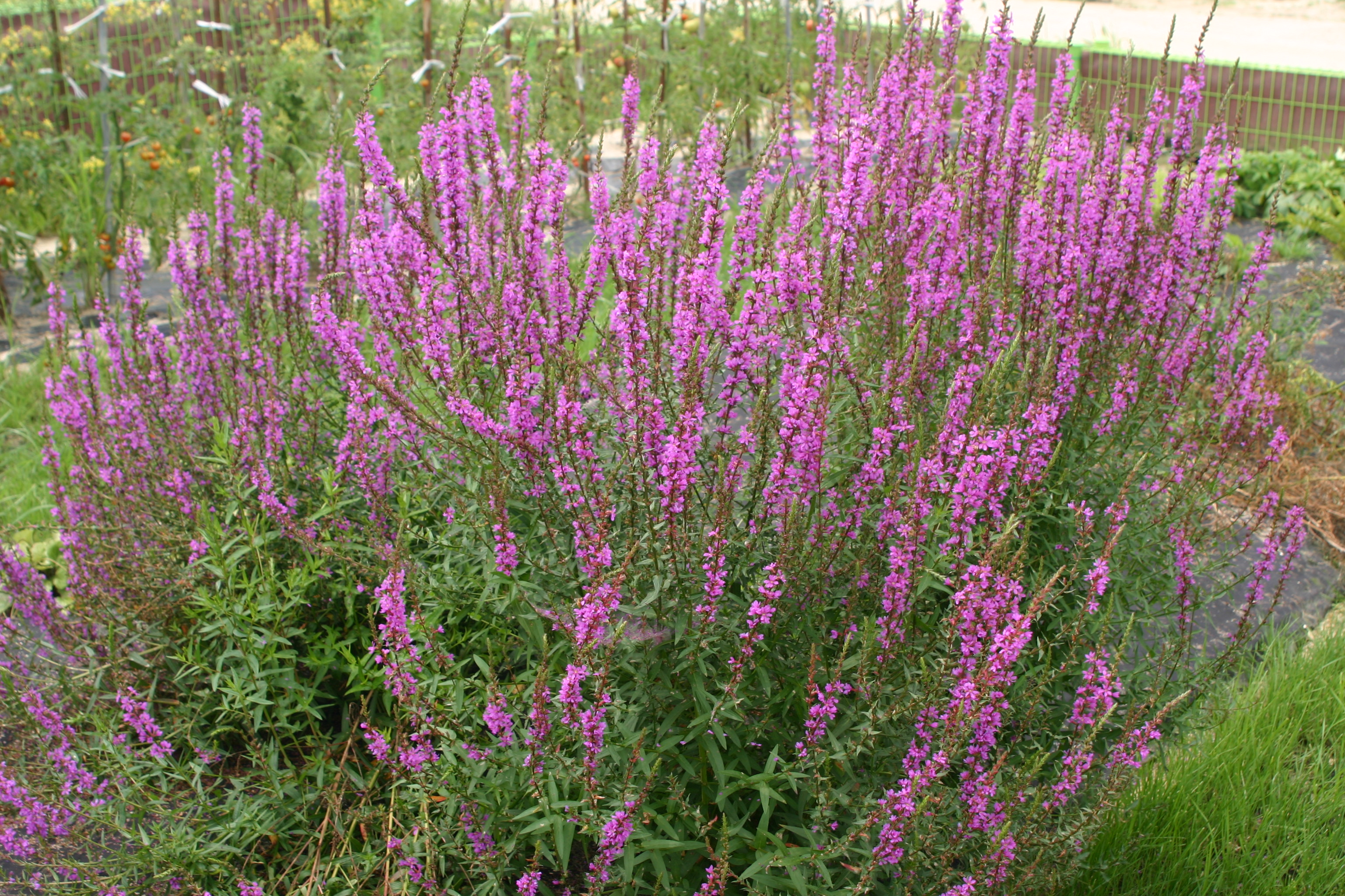 Lythrum ancep